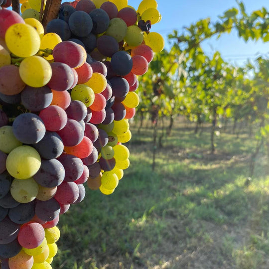 Native grapes go out of fashion